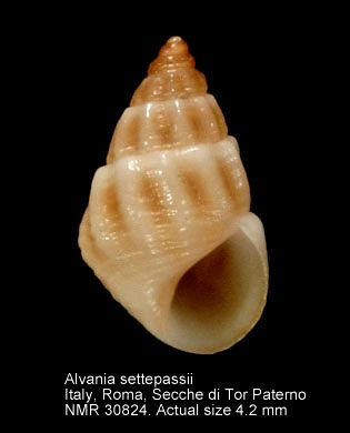 Alvania settepassii (3).JPG - Alvania settepassiiAmati & Nofroni,1985